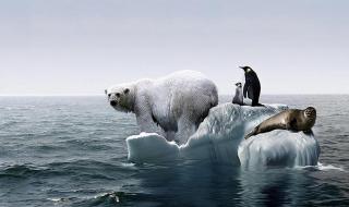 为什么北极有北极熊南极没有熊 南极有北极熊吗